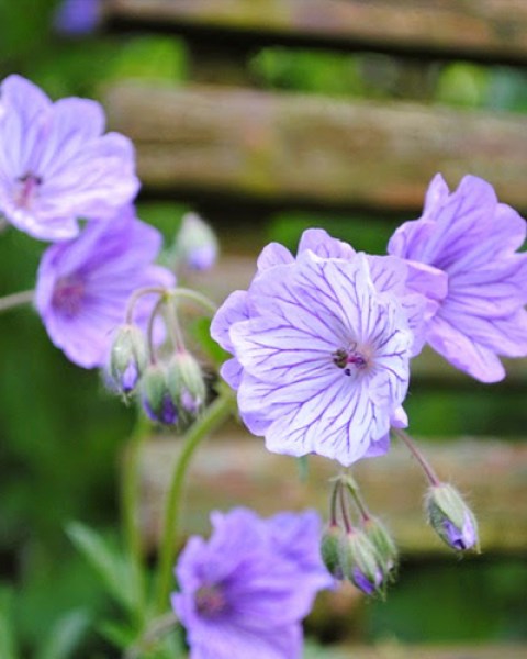 Geranium tuberosum.jpg